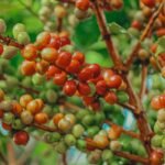 CAMPO DE CAFÉ Burundi Bwongera