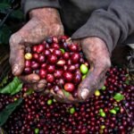 Notas Café Kenia Gachatha
