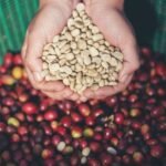 Cafe de especialidad brasil, granos rojos y blancos