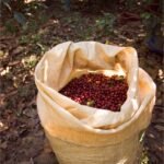 Recoleccion Ruanda Nyamasheke Coffe