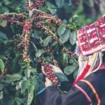 Recoleccion de Cafe Nicaragua